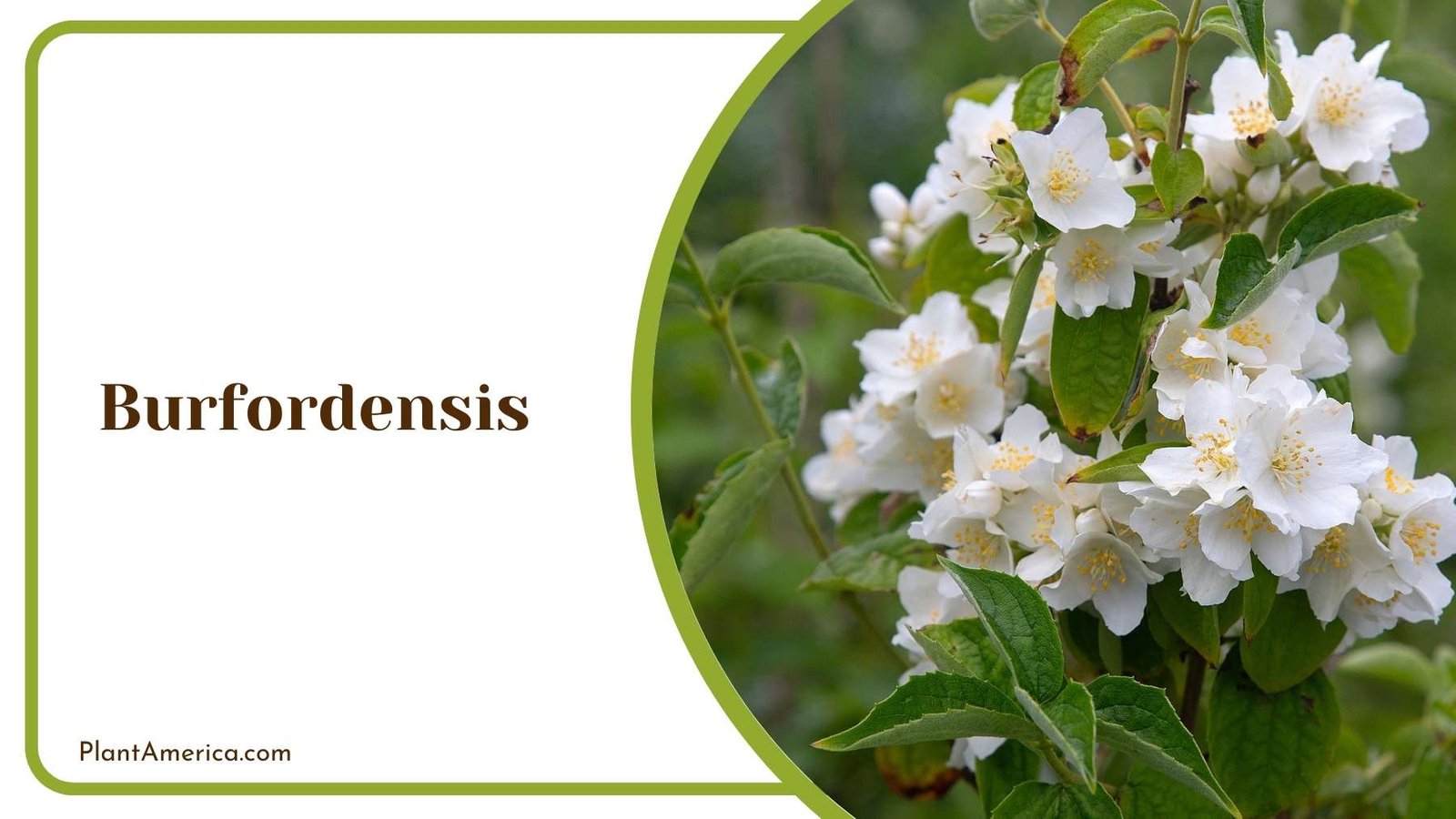 Burfordensis Plant Plant America