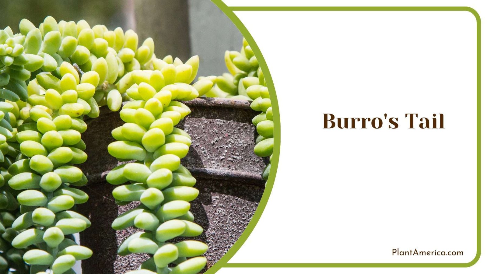Burros Tail Plant Plant America