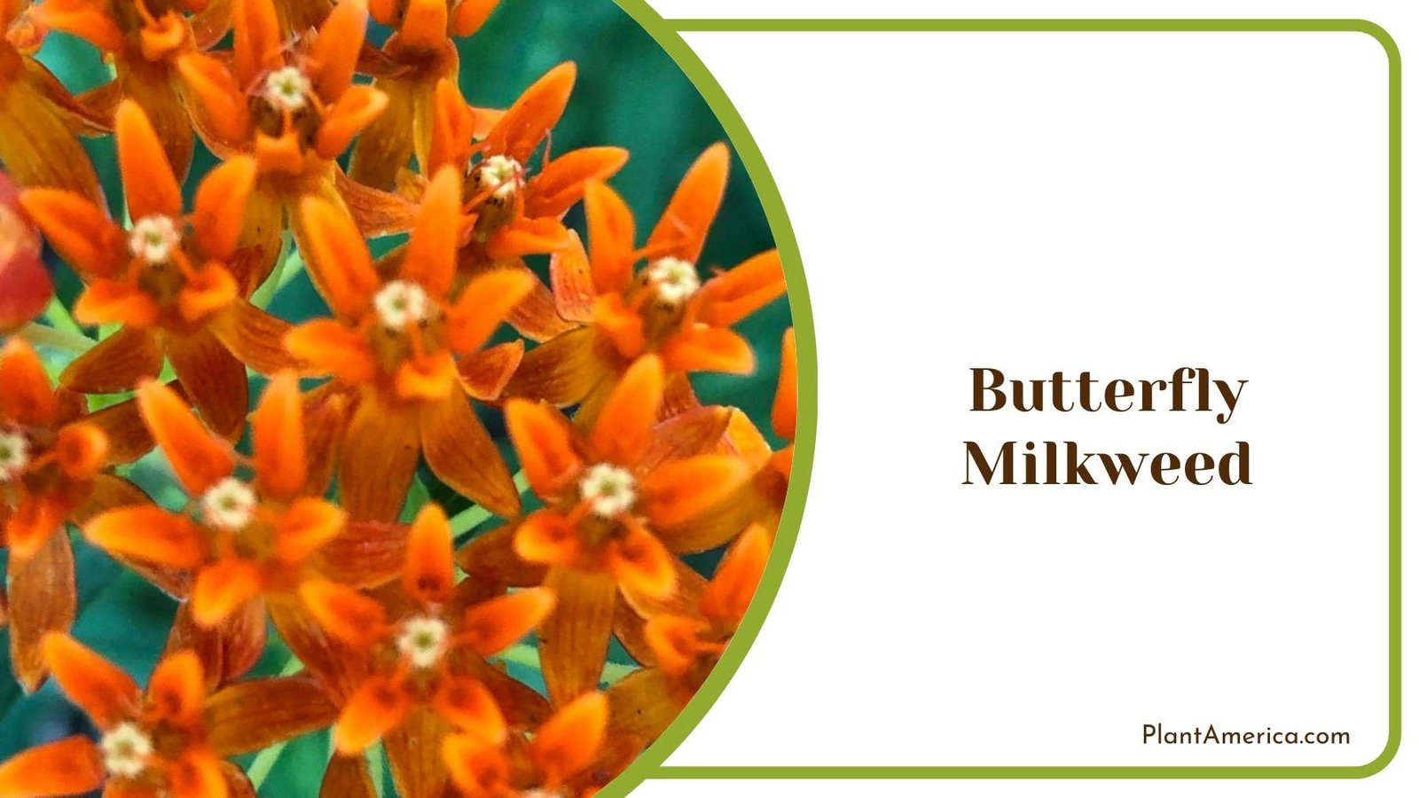 Butterfly Milkweed In Garden Plant America
