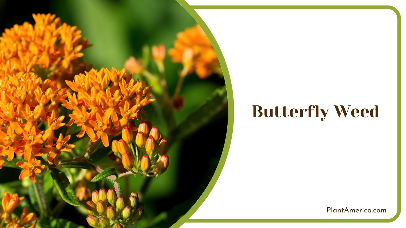 Butterfly Weed In a Shot Plant America