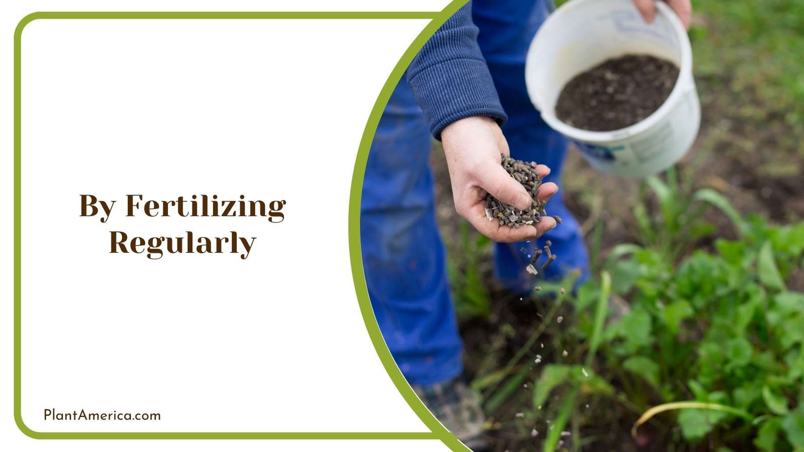 By Fertilizing Regularly Plant America