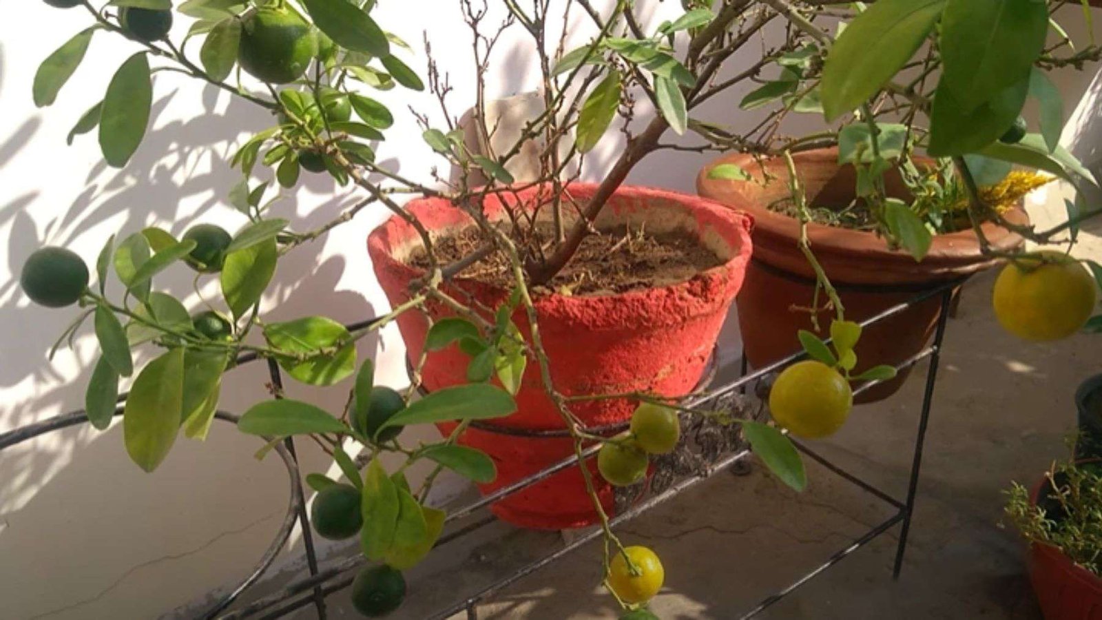 Calamondin Orange Leaf Type PlantAmerica