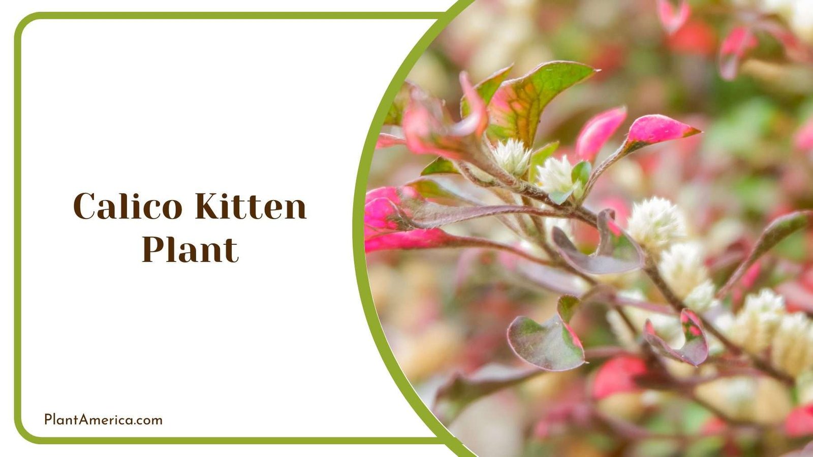Calico Kitten Plant Plant America