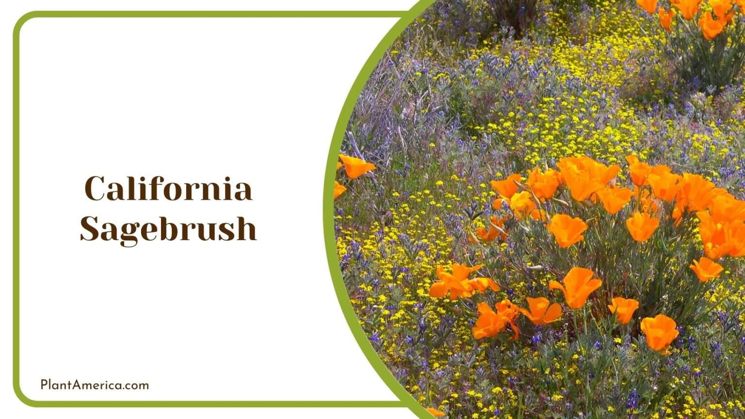 WHAT FLOWERS TO PLANT NOW IN CALIFORNIA visual data 2