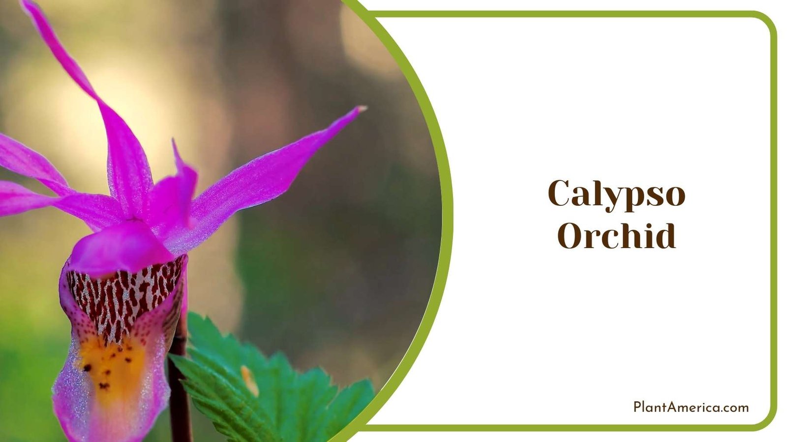 Calypso Orchid Plant America