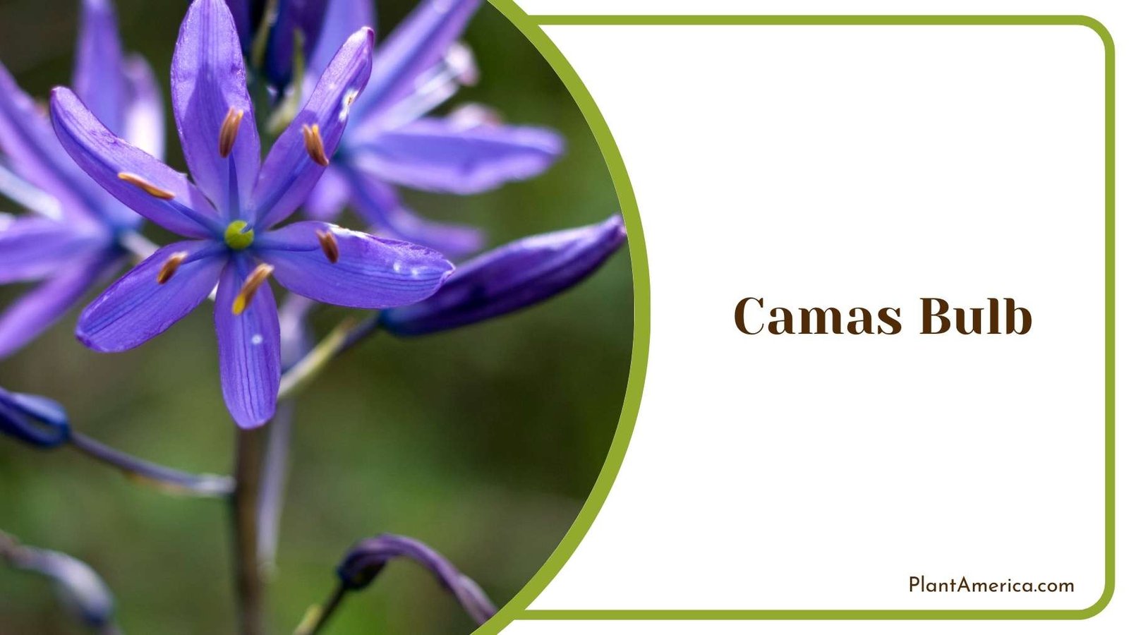 Camas Bulb In a Jungle Plant America
