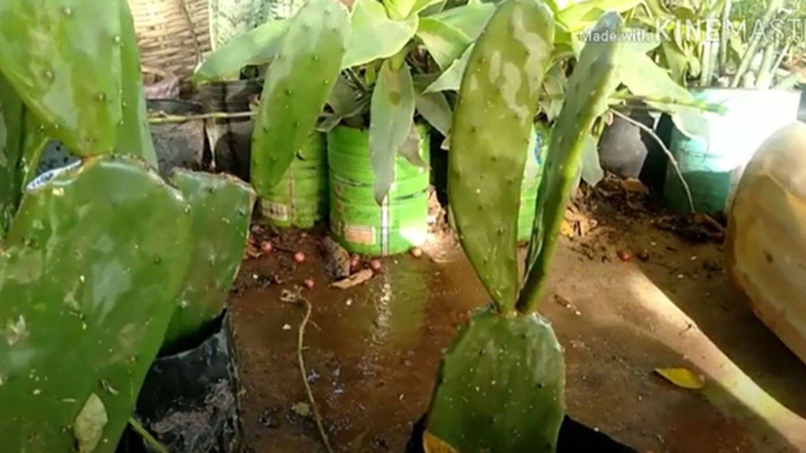 Care for Bunny Ears Cactus Plant America