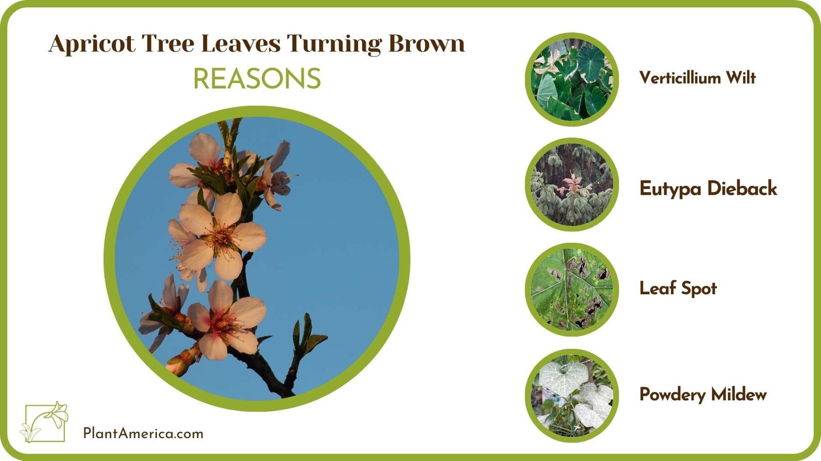 Causes For Apricot Tree Leaves Turning Brown Plant America