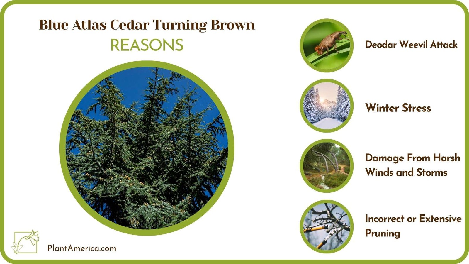 Causes For Blue Atlas Cedar Turning Brown Plant America