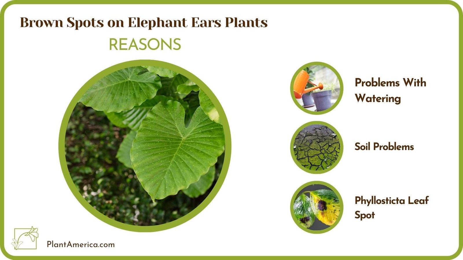 Causes For Brown Spots on Elephant Ears Plants Plant America
