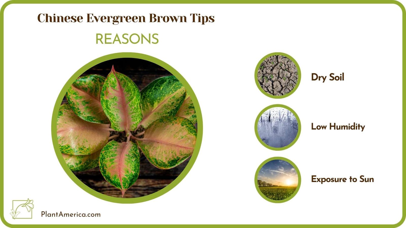 Causes For Chinese Evergreen Brown Tips Plant America Causes For Chinese Evergreen Brown Tips Plant America