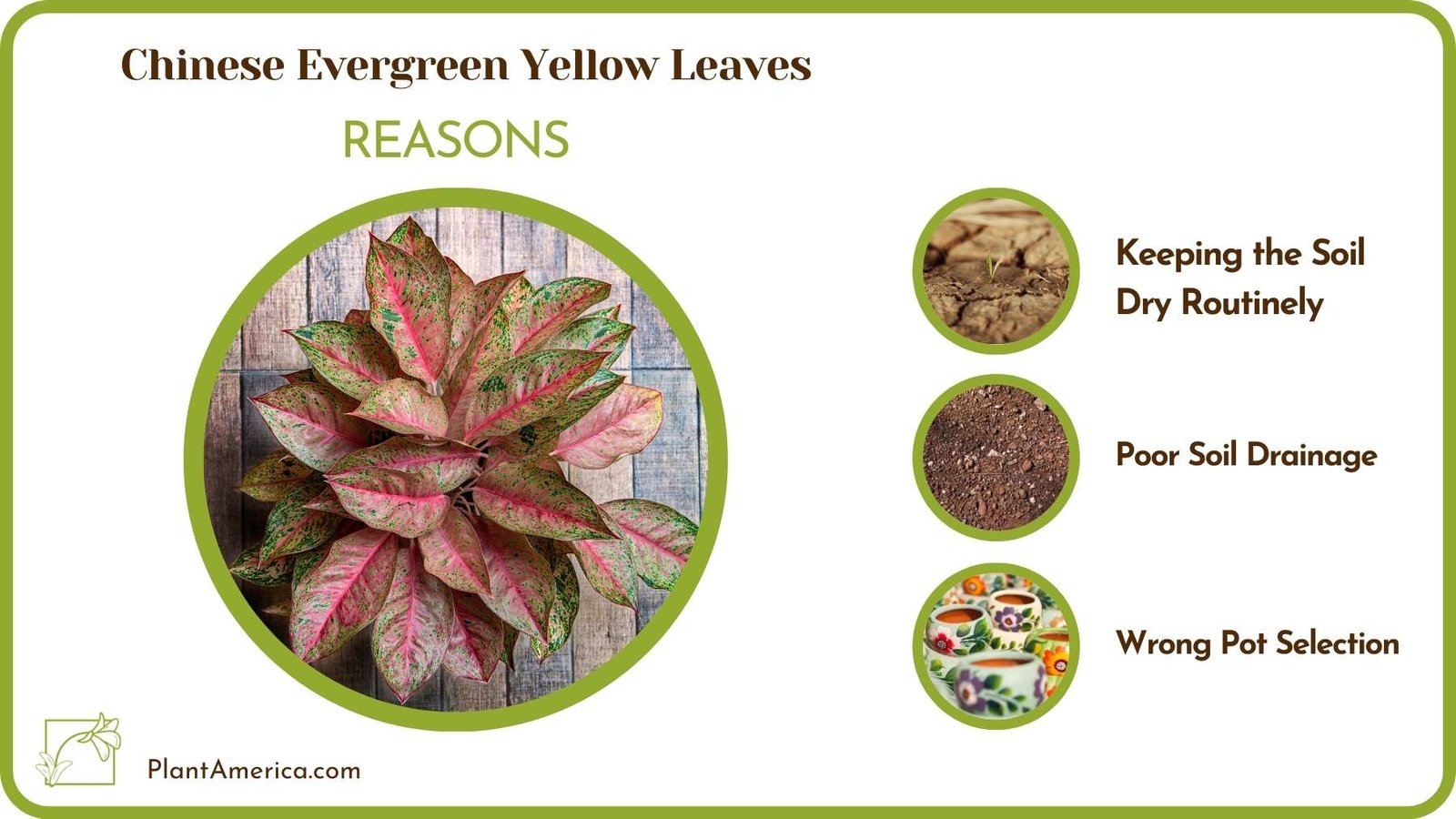 Causes For Chinese Evergreen Yellow Leaves Plant America
