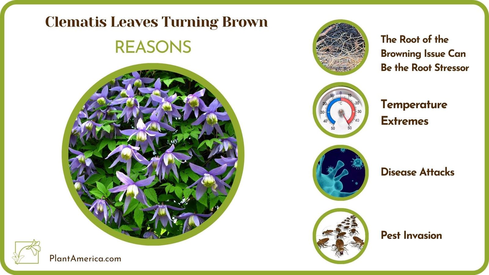 Causes For Clematis Leaves Turning Brown Plant America Causes For Clematis Leaves Turning Brown Plant America