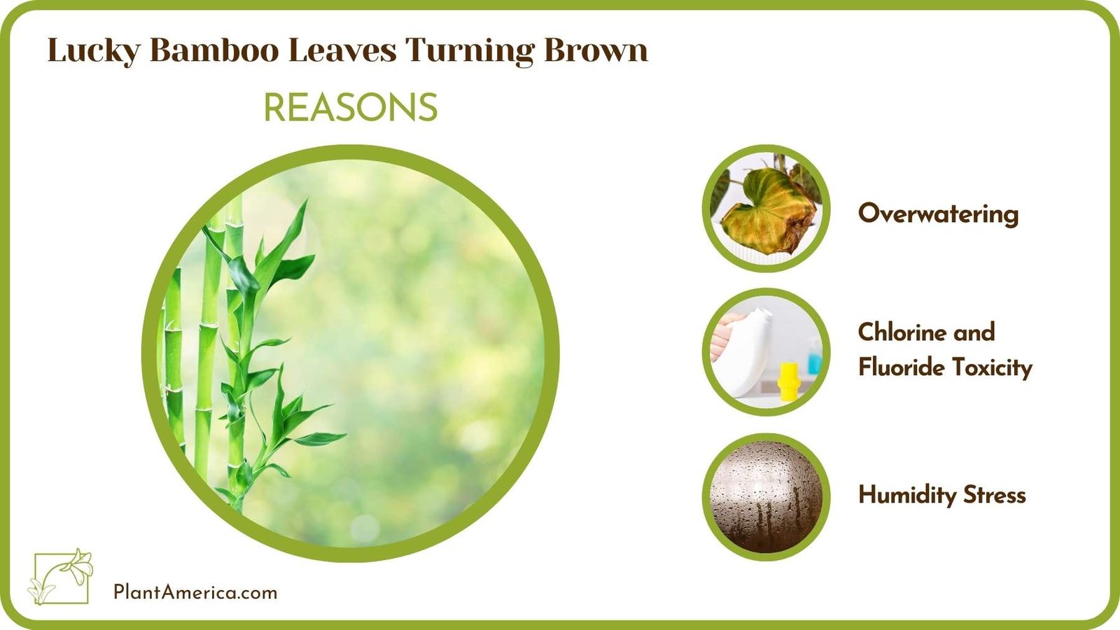 Lucky Bamboo Leaves Turning Brown Explore Quick Fixes Plant America