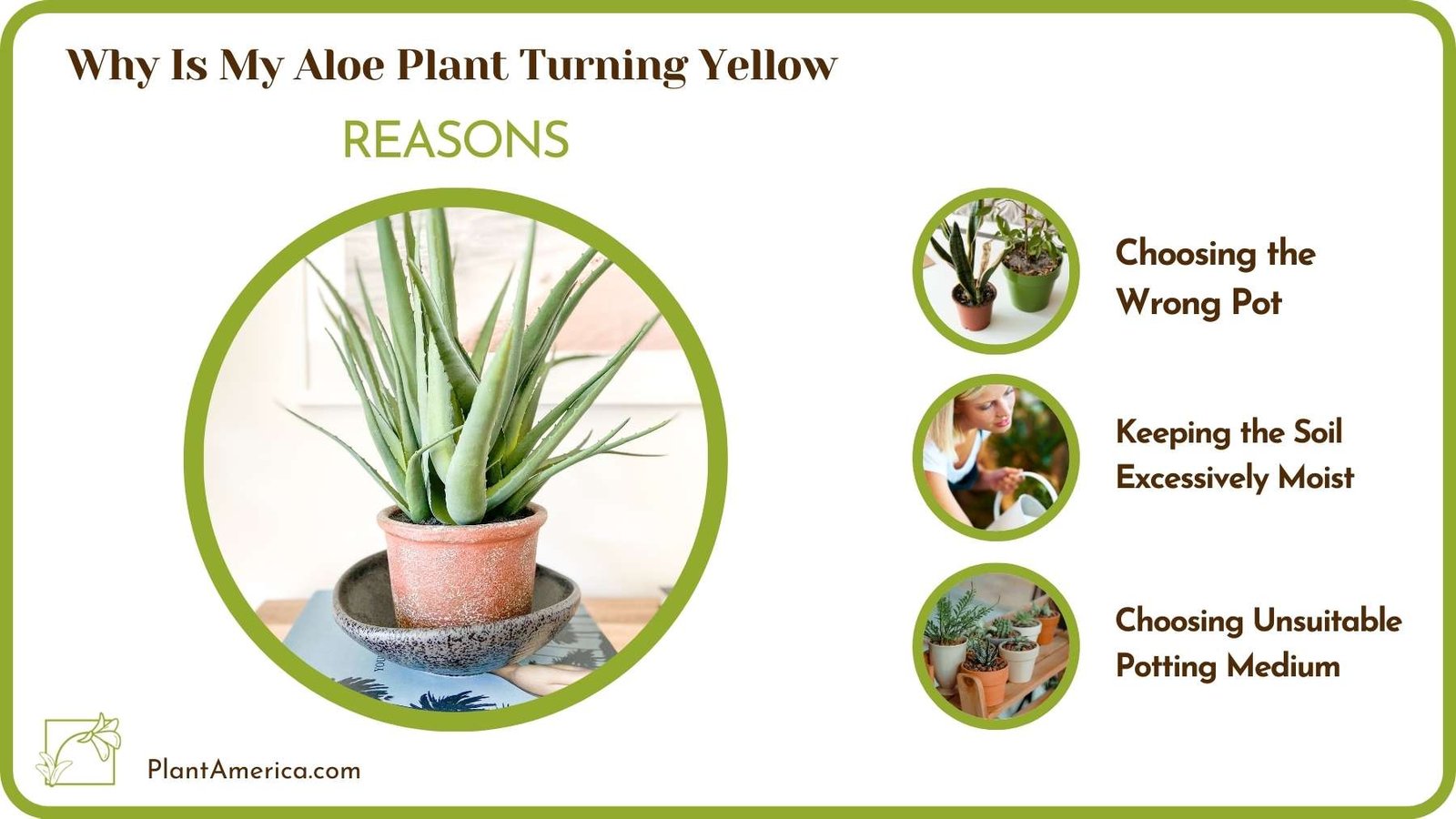 Causes For Why Is My Aloe Plant Turning Yellow Plant America Causes For Why Is My Aloe Plant Turning Yellow Plant America
