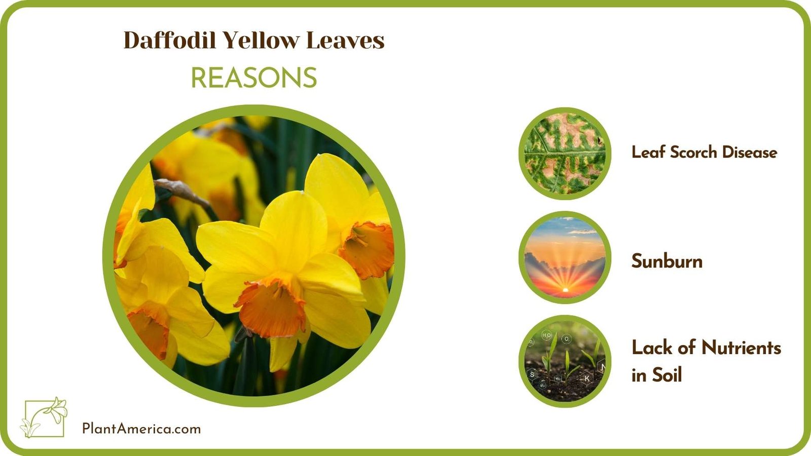 Causes Of Daffodil Yellow Leaves Plant America Causes Of Daffodil Yellow Leaves Plant America