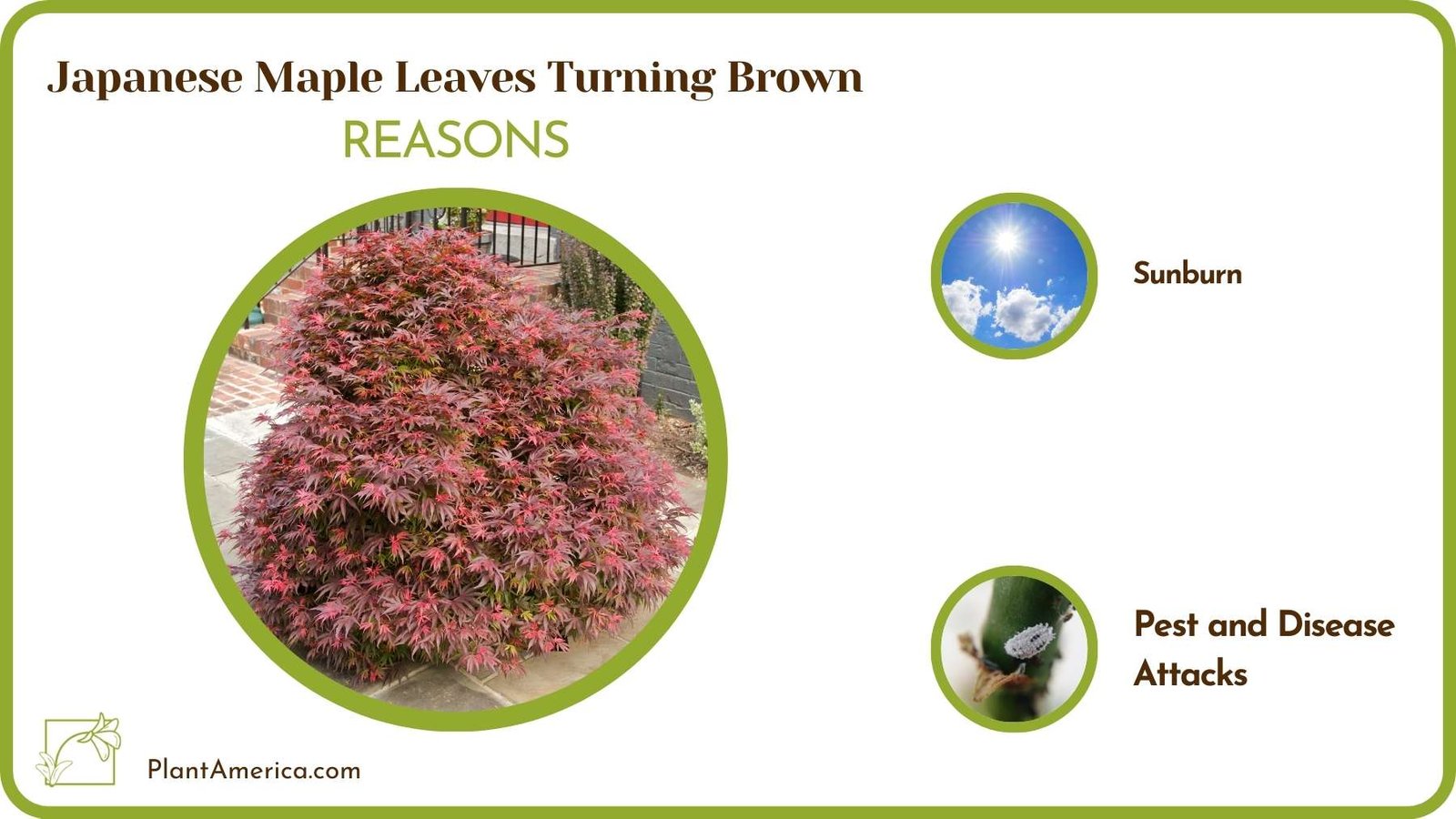 Causes Of Japanese Maple Leaves Turning Brown Plant America
