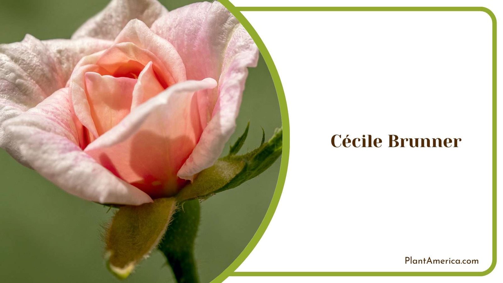 Cecile Brunner Bloom Plant America