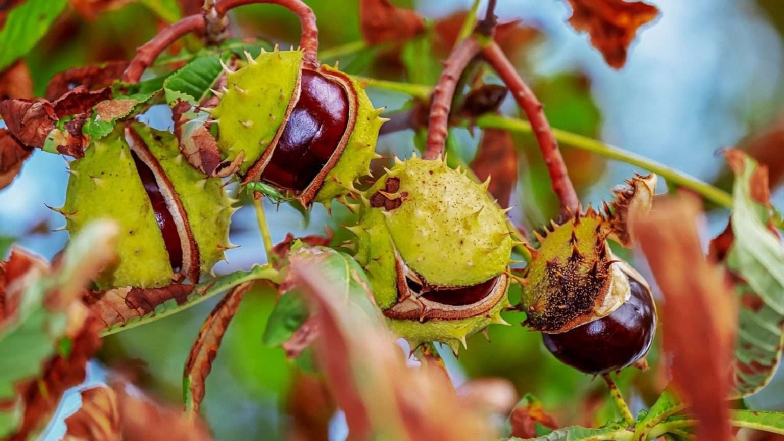 9 Chestnut Trees You Never Knew To Make Your Yard Unique - Plant America
