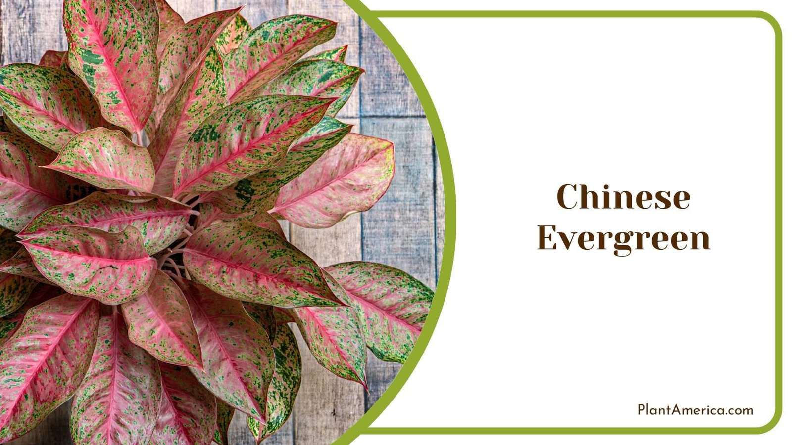 Chinese Evergreen Plant Plant America