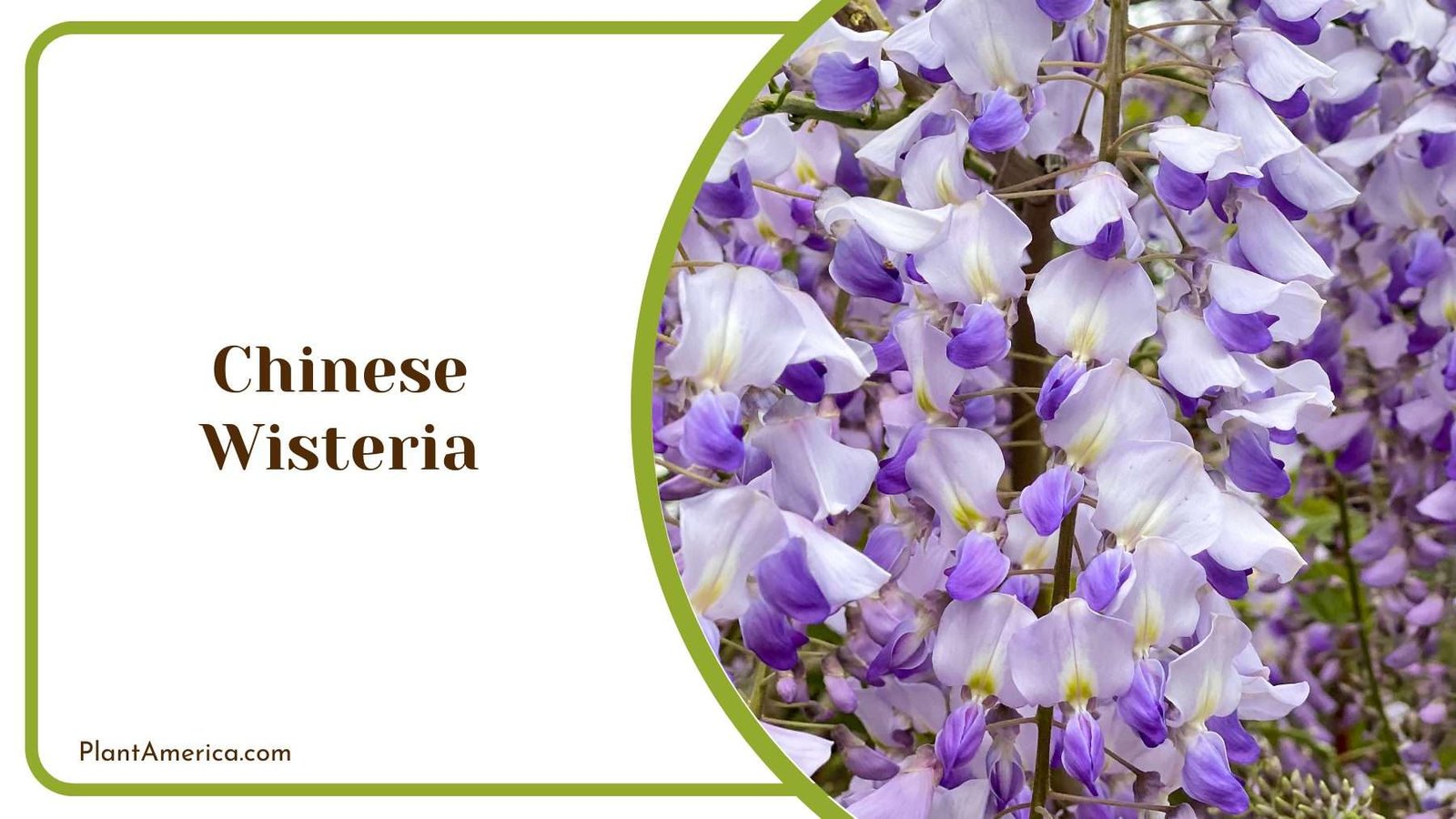 Chinese Wisteria Plant America