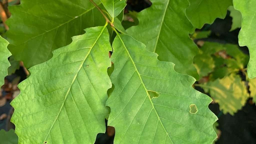 9 Chestnut Trees You Never Knew To Make Your Yard Unique - Plant America
