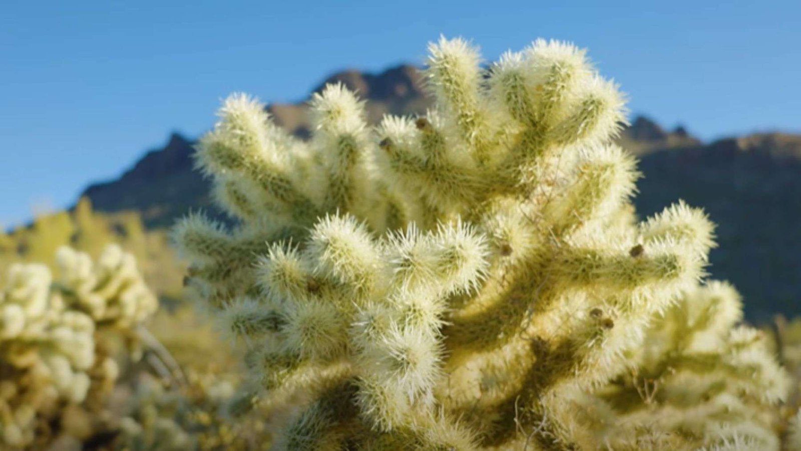 Cholla Cactus Growing Season Plant America
