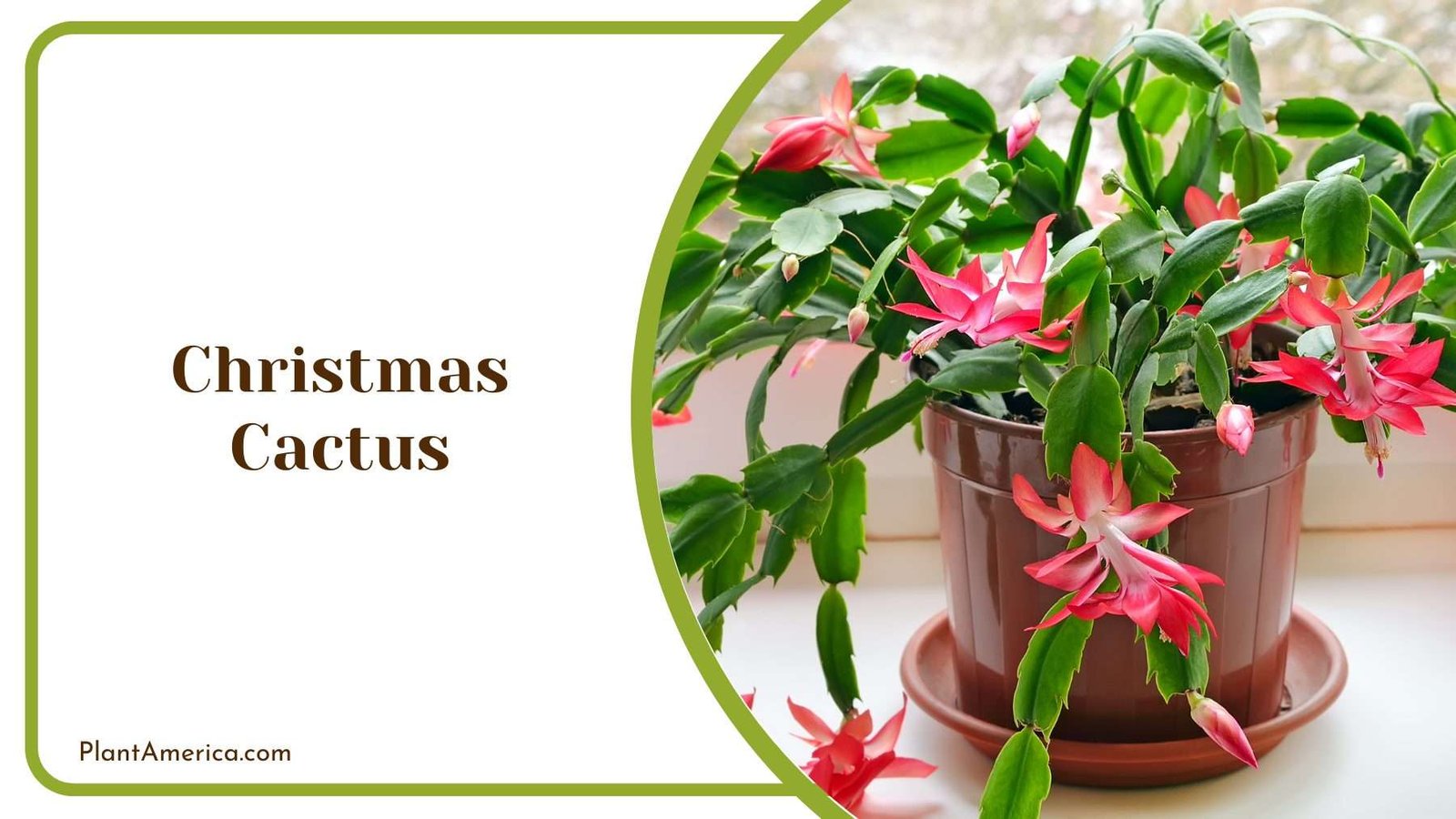 Christmas Cactus Plant America