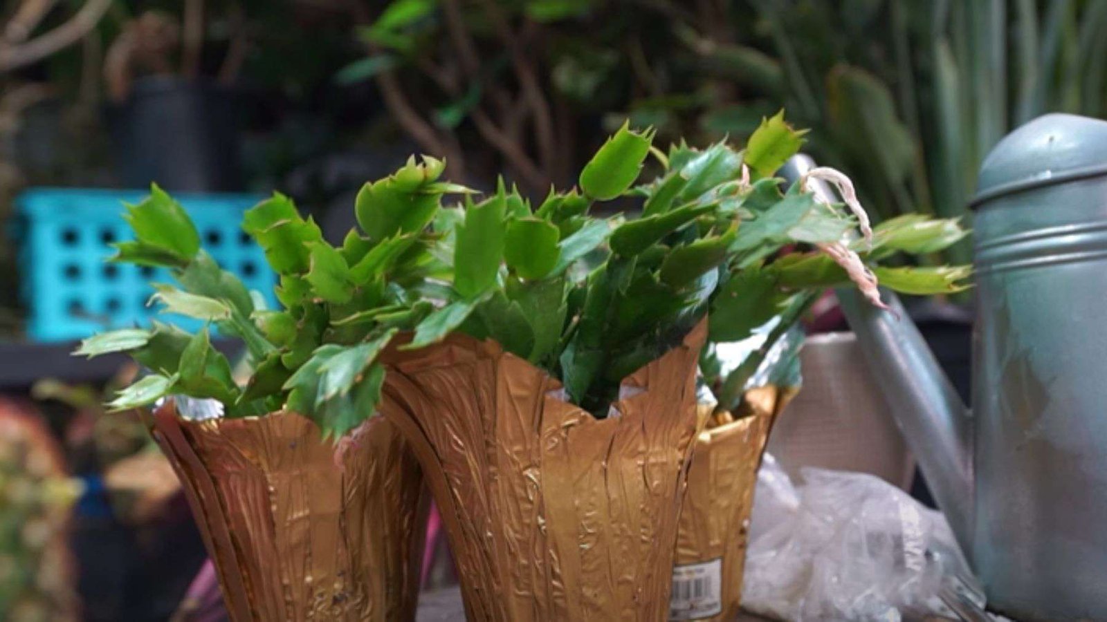 Christmas Cactus Potting Method Plant America