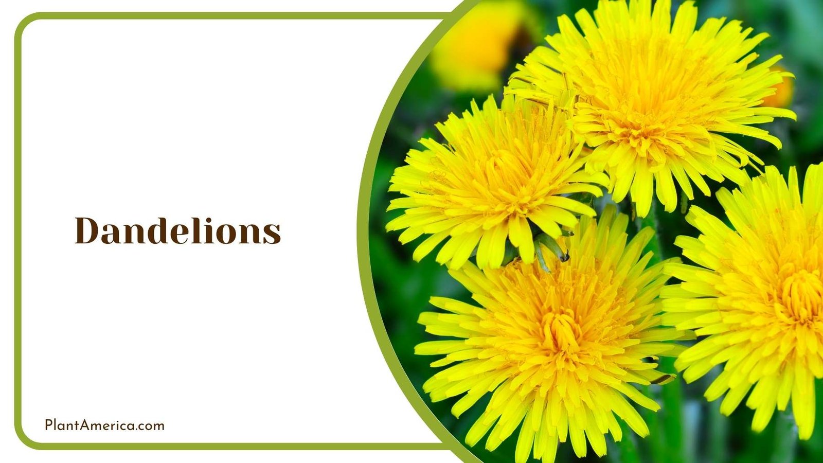 Close Look On Dandelions Plant America