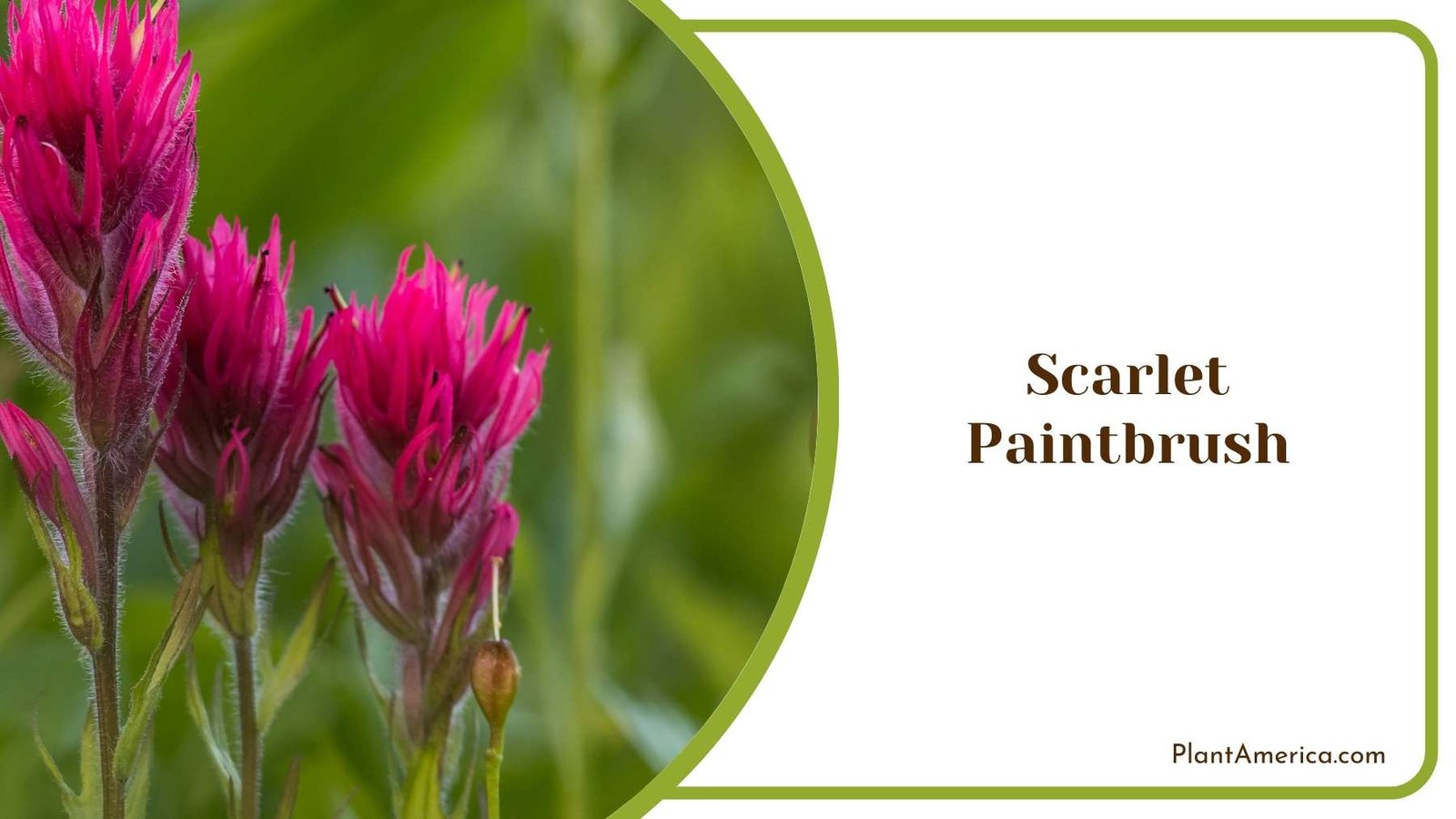 Close Look On Scarlet Paintbrush Plant America