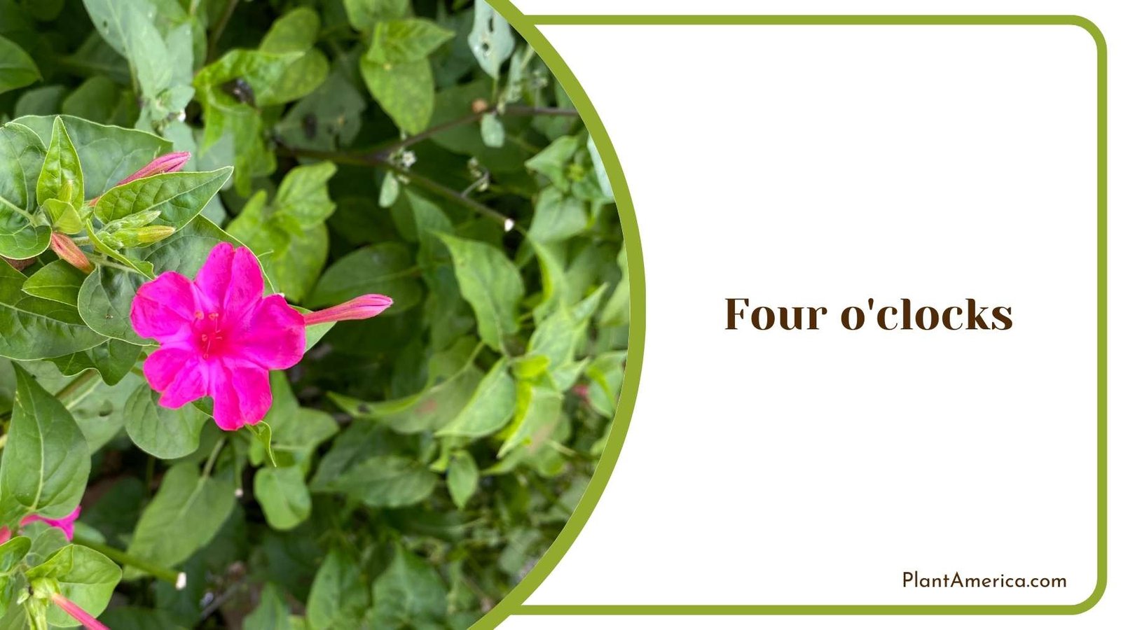 Close Look On Tiny Four o clocks Flower Plant America