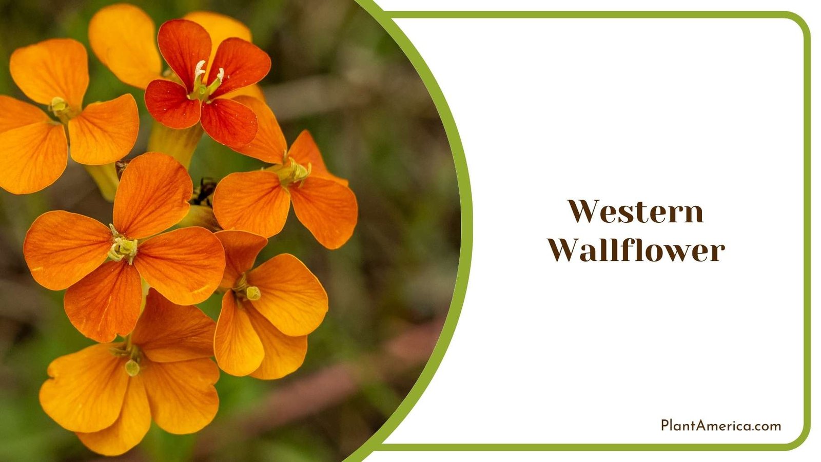Close Look On Western Wallflower Plant America Close Look On Western Wallflower Plant America
