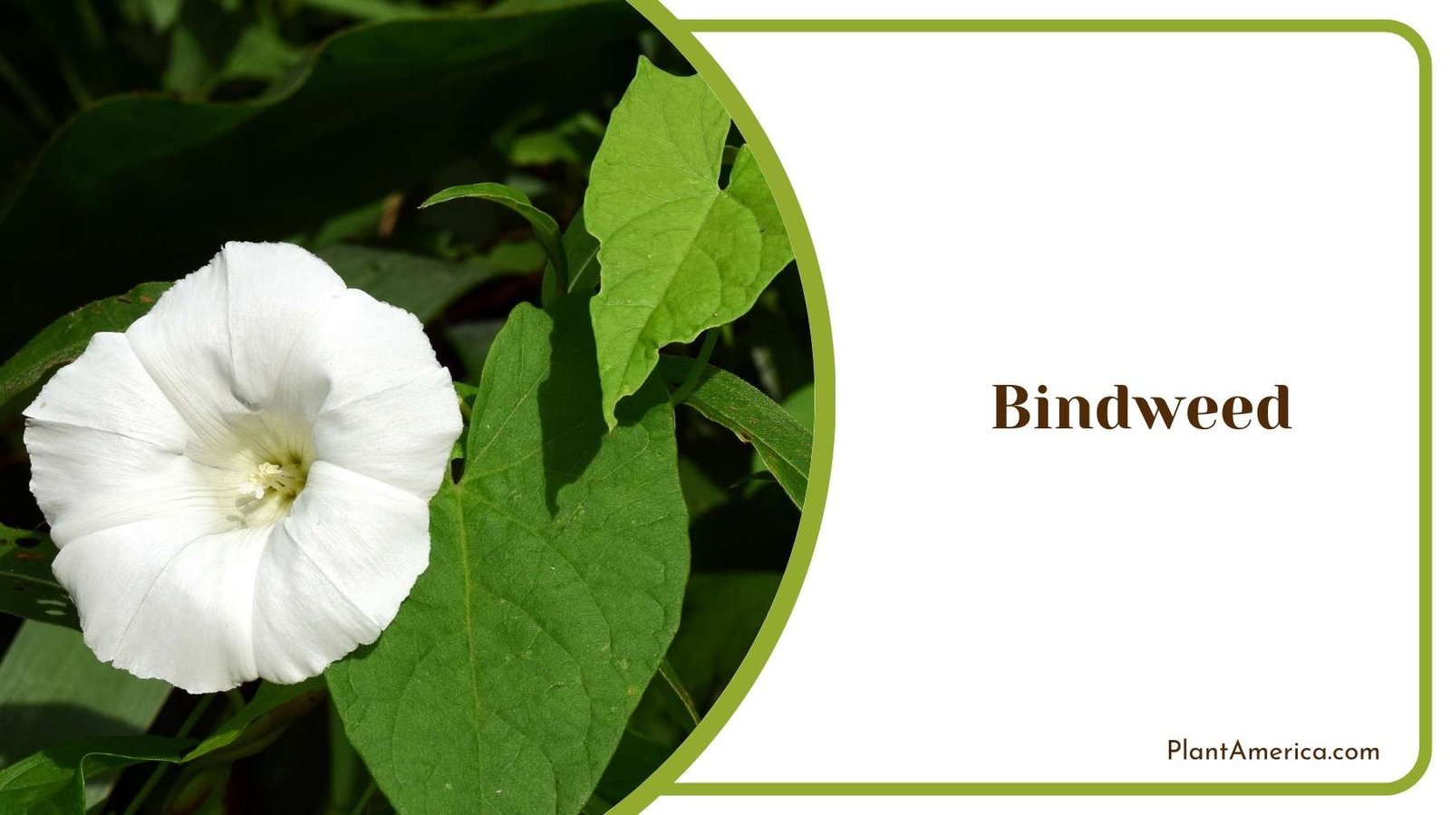 Close Shot On Bindweed Plant America Close Shot On Bindweed Plant America