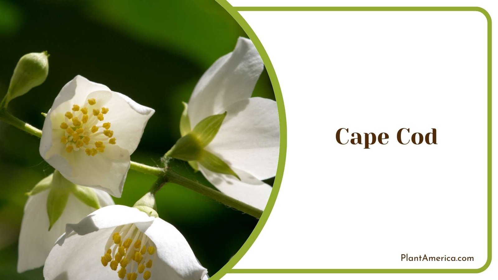 Close Shot On Cape Cod Plant America