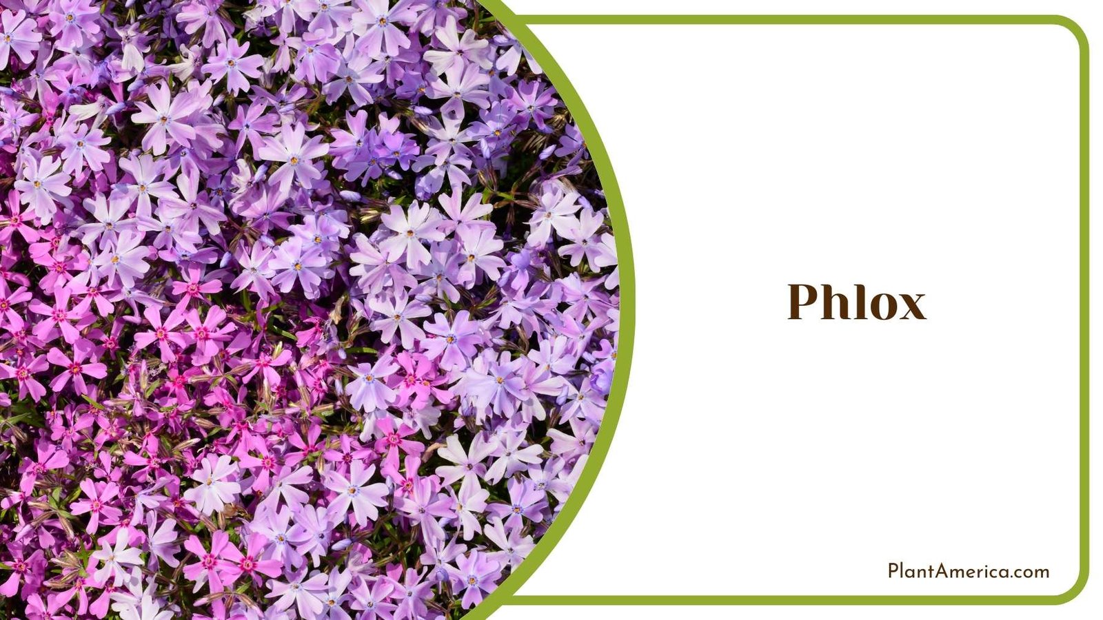 Close Shot On Phlox Plant America