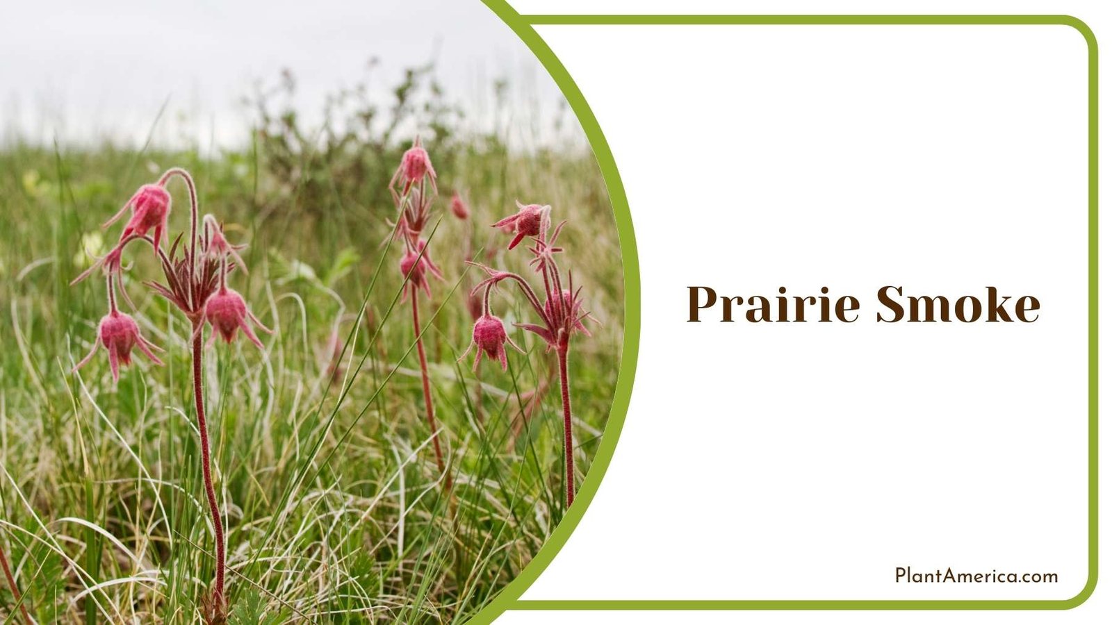 Close Shot On Prairie Smoke Plant America Close Shot On Prairie Smoke Plant America