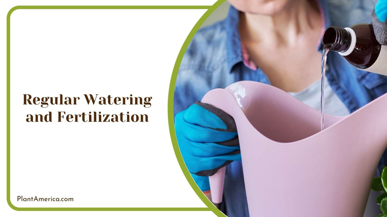 Close Shot On Regular Watering and Fertilization Plant America