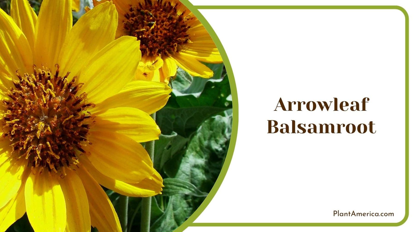 Close Shot On Yellow Arrowleaf Balsamroot Plant America