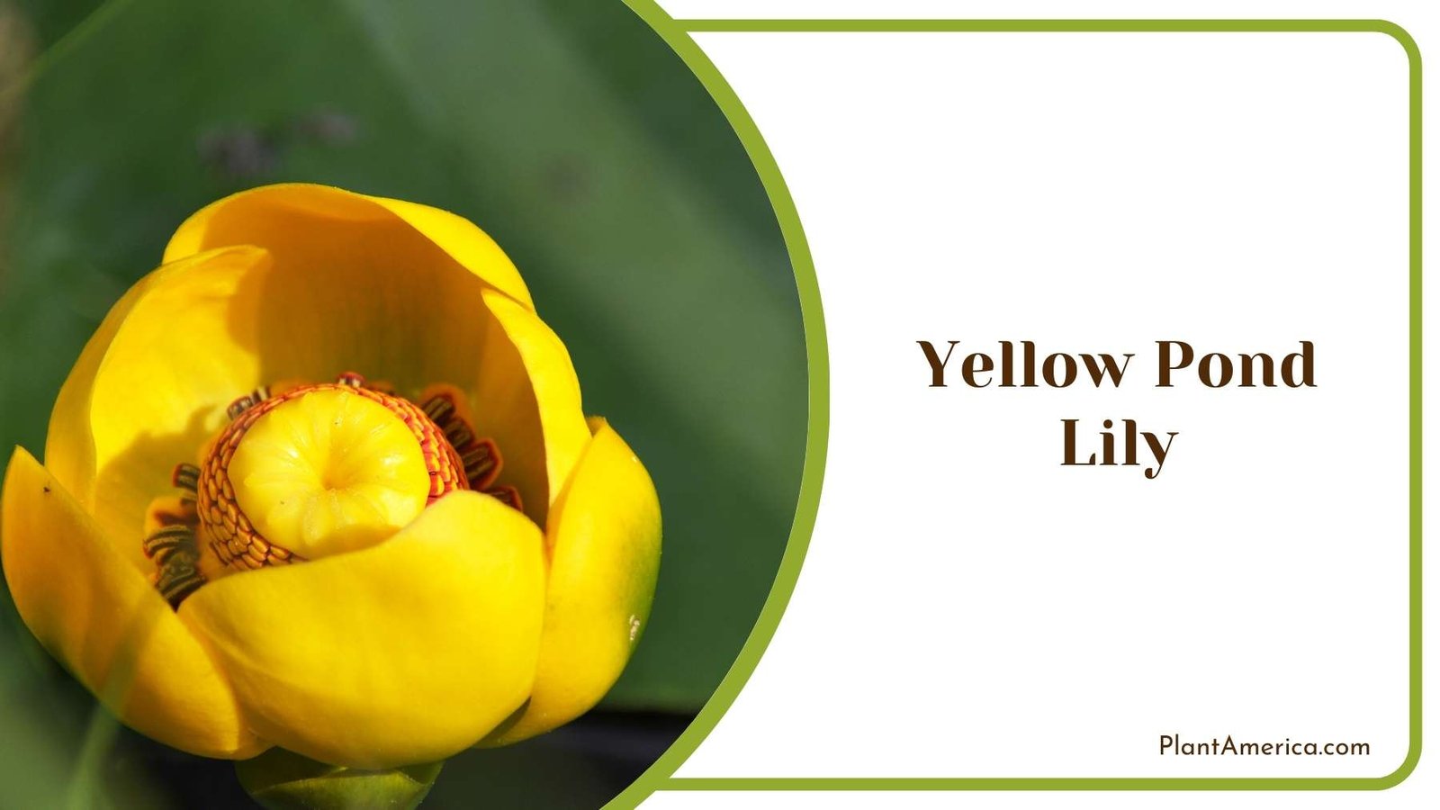 Close Shot On Yellow Pond Lily Plant America