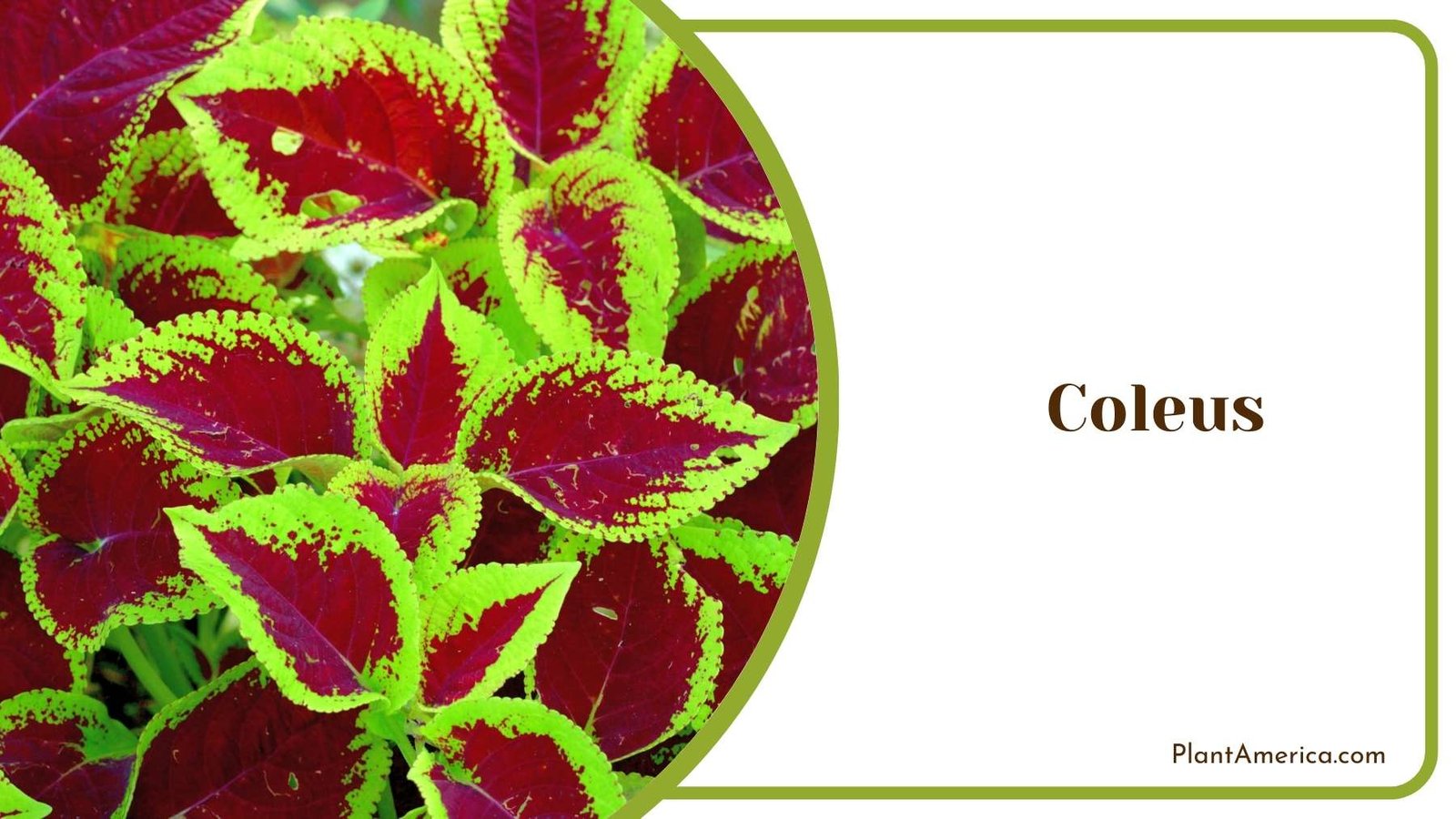 Close Up Of Coleus Plant America