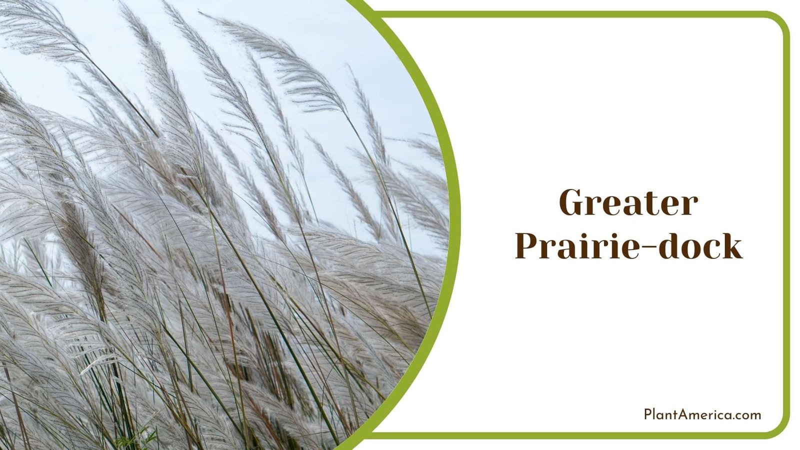 Close Up Of Greater Prairie dock Plant America