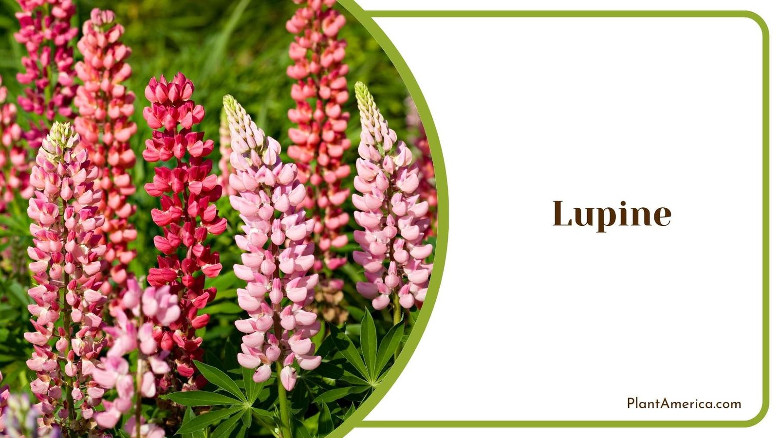 Close Up Of Lupine Plant America