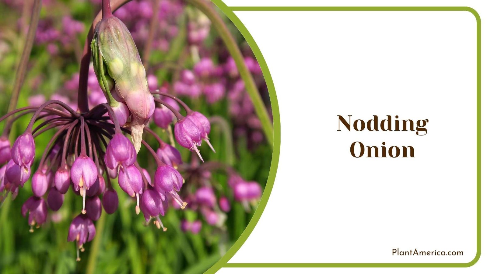 Close Up Of Nodding Onion Plant America