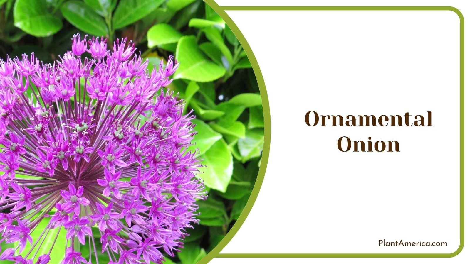 Close Up Of Ornamental Onion Plant America