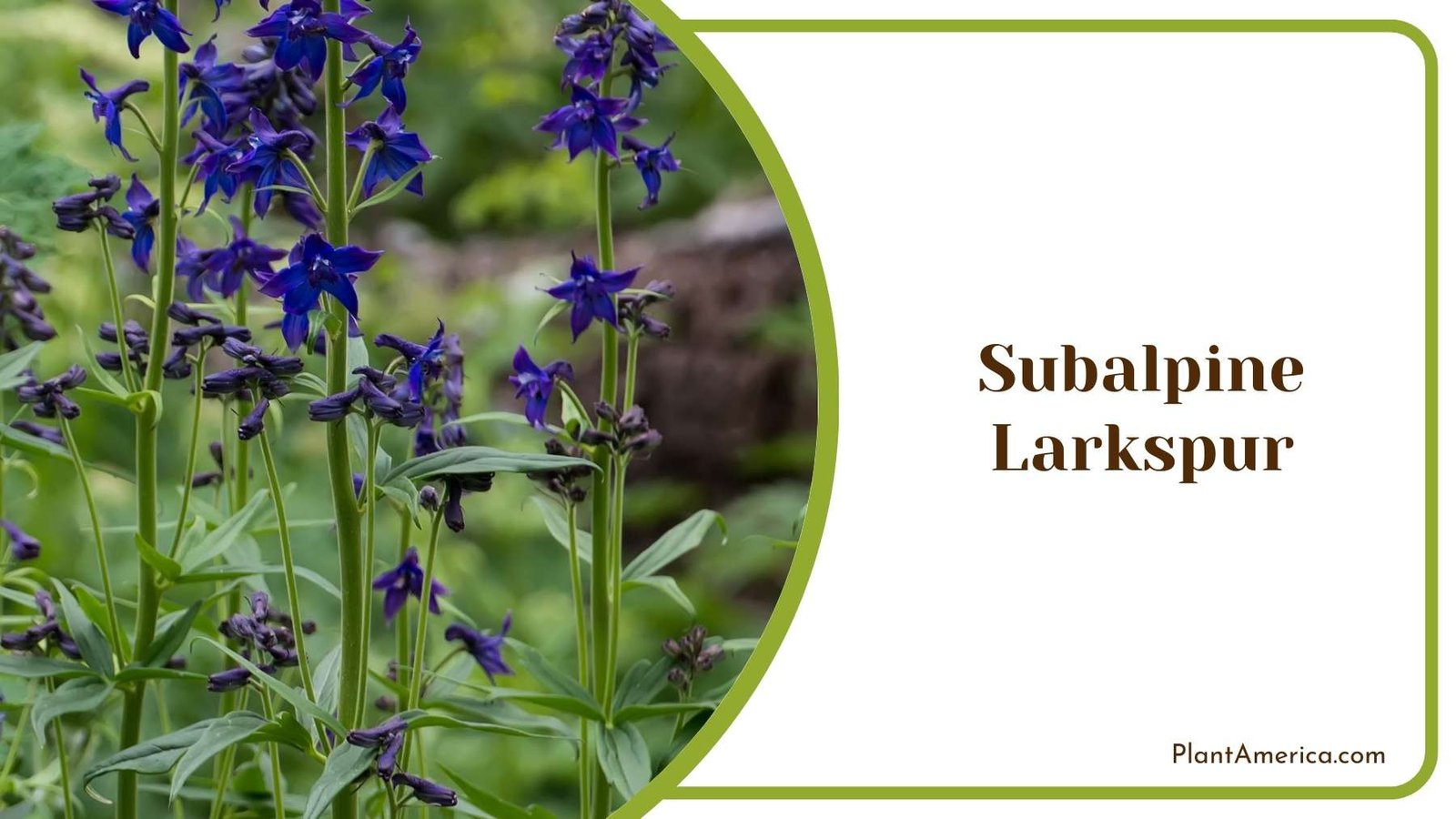 Close Up Of Subalpine Larkspur Plant America Close Up Of Subalpine Larkspur Plant America