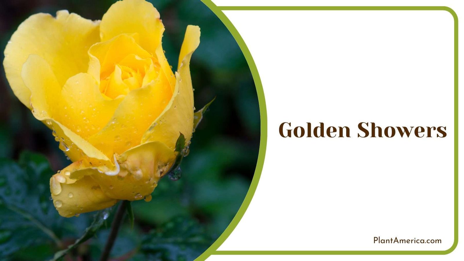 Close Up On Golden Showers Plant America