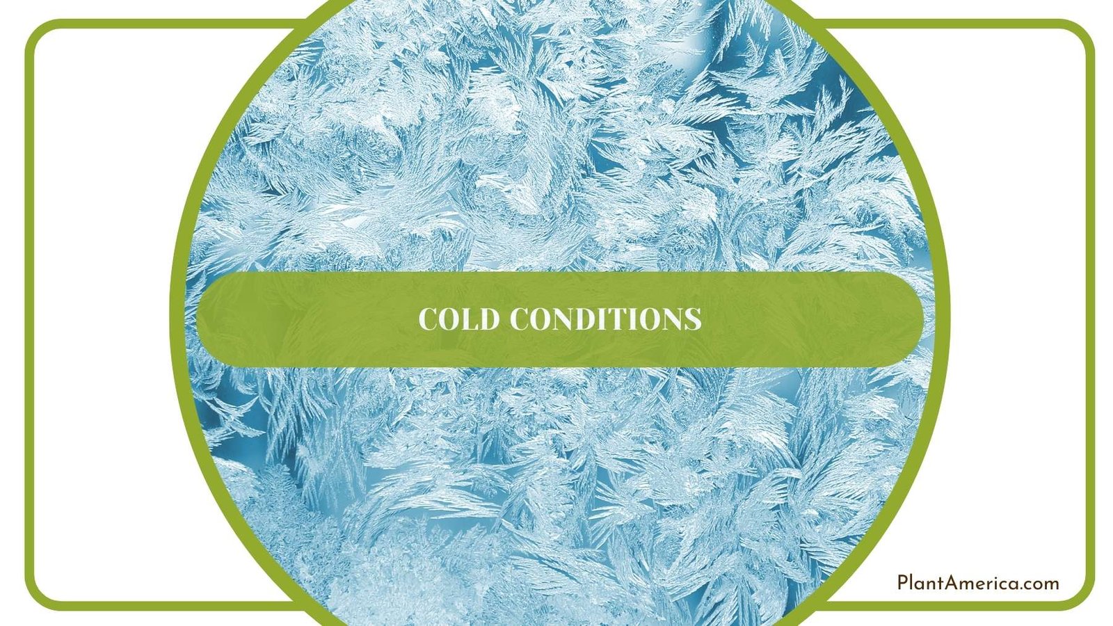 Cold Conditions Closer Shot Plant America Cold Conditions Closer Shot Plant America
