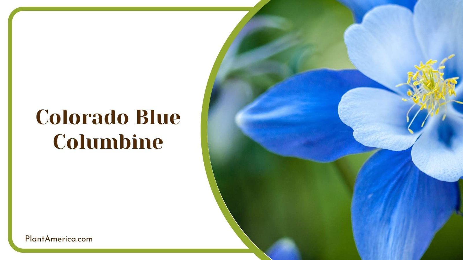 Colorado Blue Columbine In Nature Plant America Colorado Blue Columbine In Nature Plant America