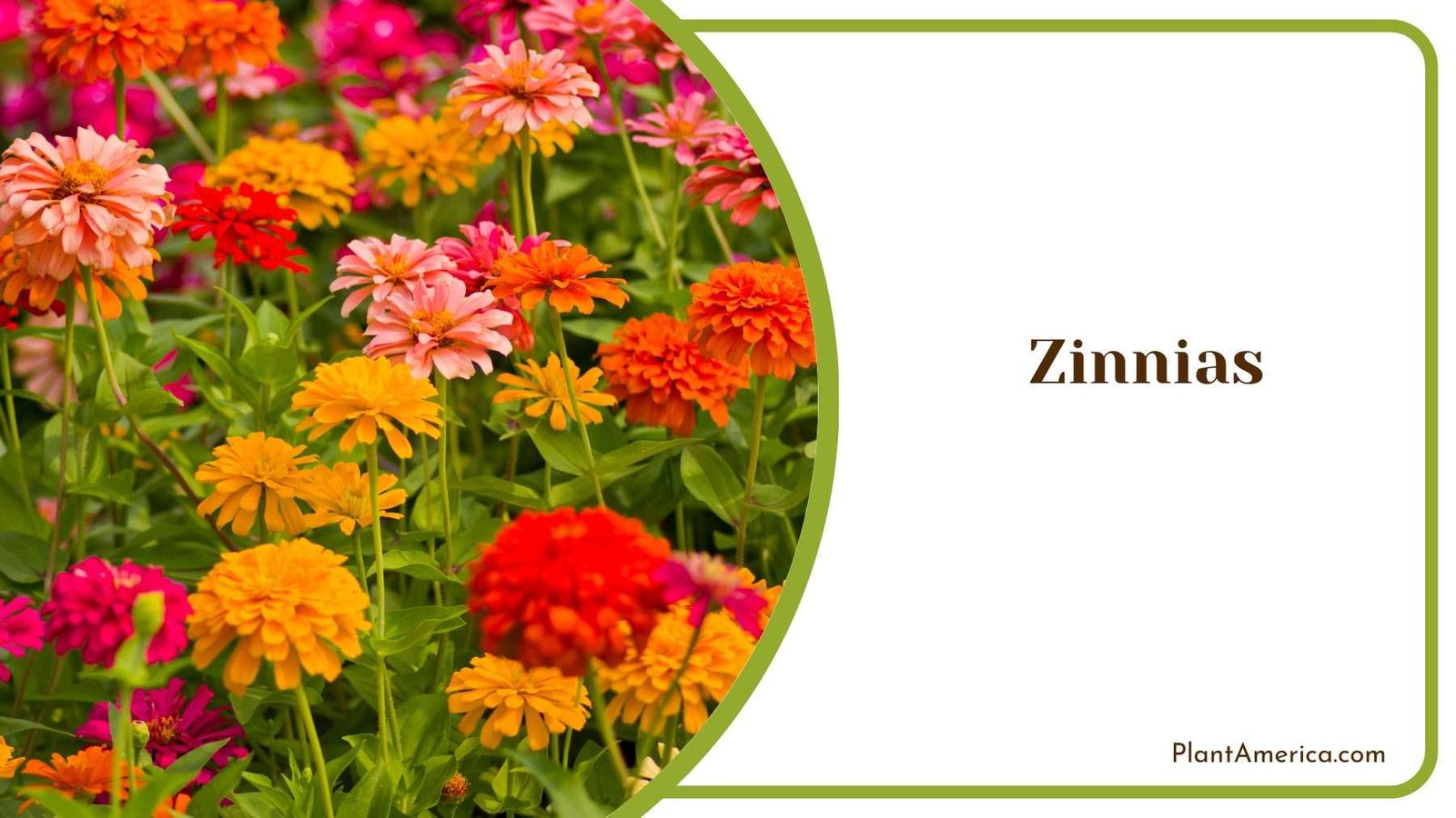 Colorful Zinnias Flower Plant America